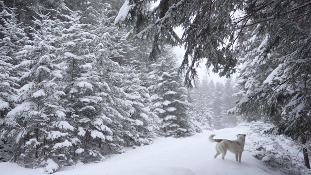 狗喜欢冬天森林里的新雪视频素材