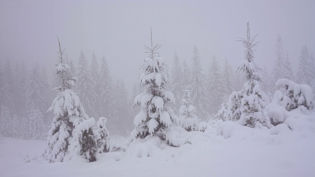 下雪的冬天的树木。积雪的森林在冬天的时候现在有暴风雨。树枝上覆盖着雪。冬天的背景视频素材