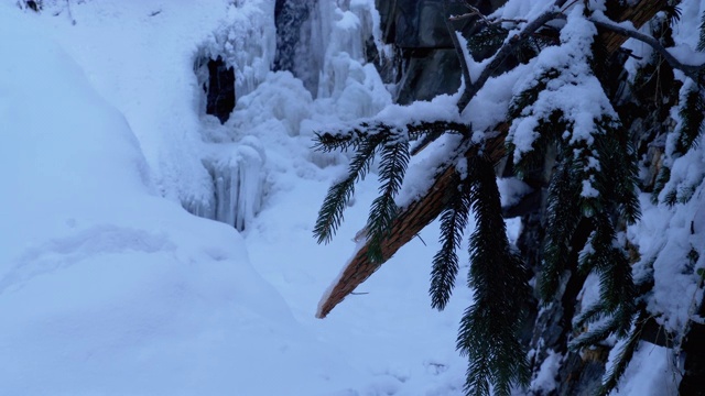 森林中的冬季景观。冷杉枝在冰雪瀑布的背景视频素材