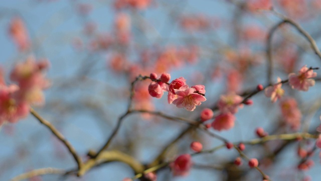 梅花盛开视频素材