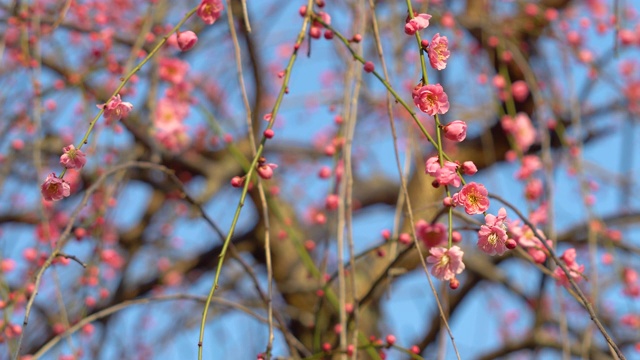 梅花盛开视频素材