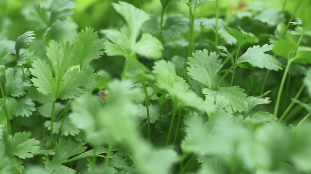 欧芹叶子生长植物。香料的背景视频素材