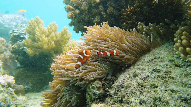 海葵和小丑鱼视频素材