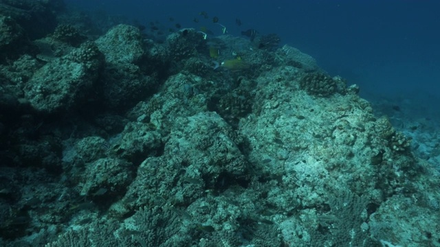 日本小笠原群岛，海流湍急的蓝色珊瑚礁视频素材