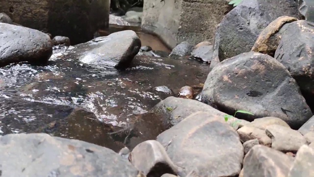 巴西热带雨林中的淡水小河道视频素材