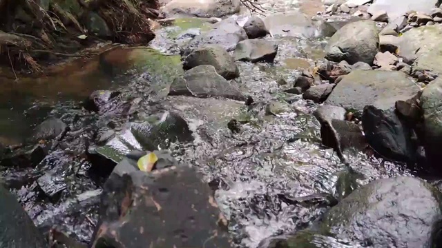 巴西热带雨林中的淡水小河道视频素材