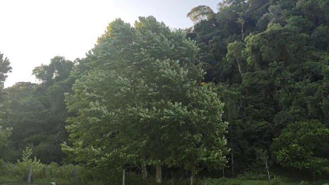 在拉丁美洲的秋天，风吹过枫树的叶子视频素材