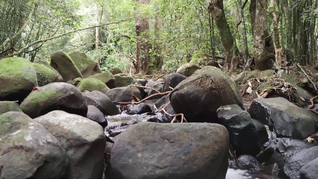 巴西热带雨林中的淡水小河道视频素材