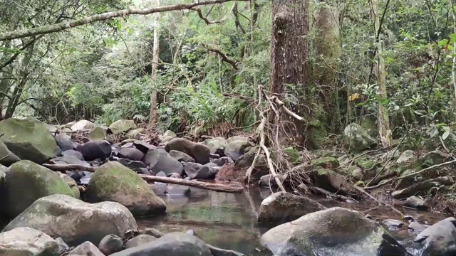 巴西热带雨林中的淡水小河道视频素材