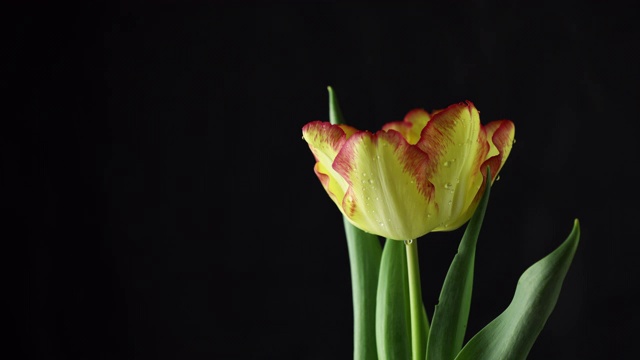 黄色郁金香花在黑色背景上盛开的时间，4K视频素材