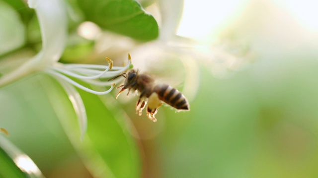 蜜蜂在花周围采花蜜视频素材