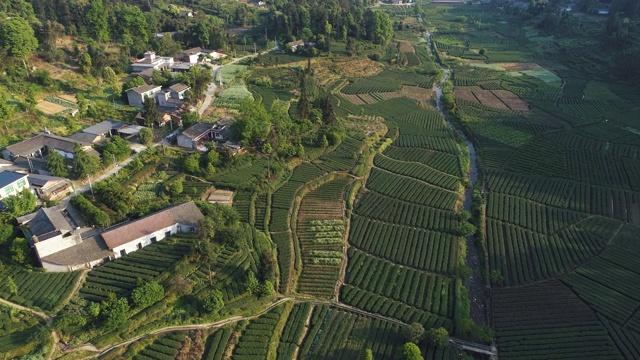 鸟瞰中国四川浦江的茶园视频素材