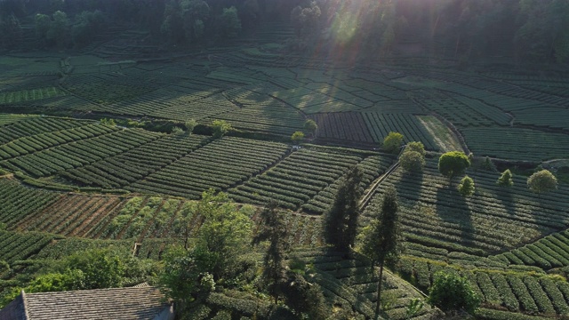 无人机拍摄的中国四川茶园视频素材