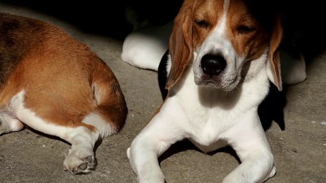 小猎犬在阳光下的地板上睡觉。视频下载