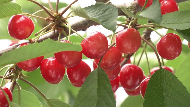 日本福岛，樱花枝视频素材