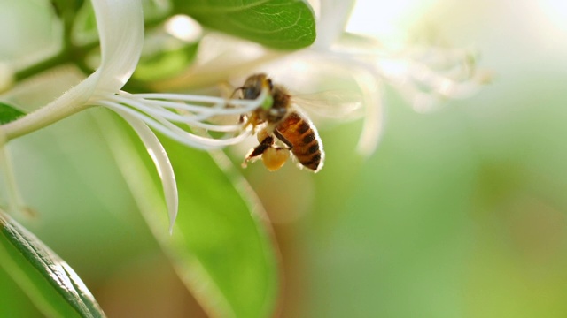 蜜蜂在花周围采花蜜视频素材