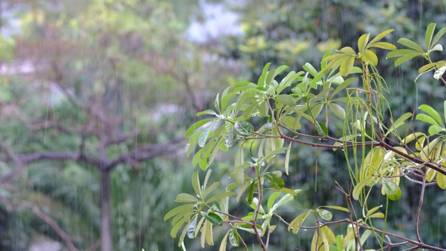 春雨林景视频素材