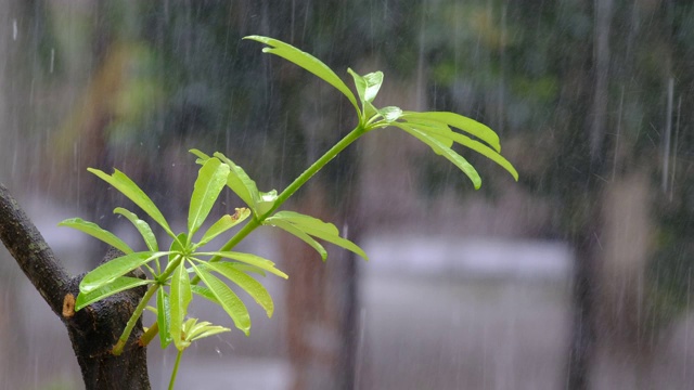 春雨林景视频素材