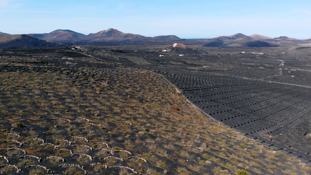 兰萨罗特火山土壤上的葡萄园，鸟瞰图视频素材