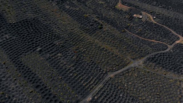 兰萨罗特火山土壤上的葡萄园，鸟瞰图视频素材