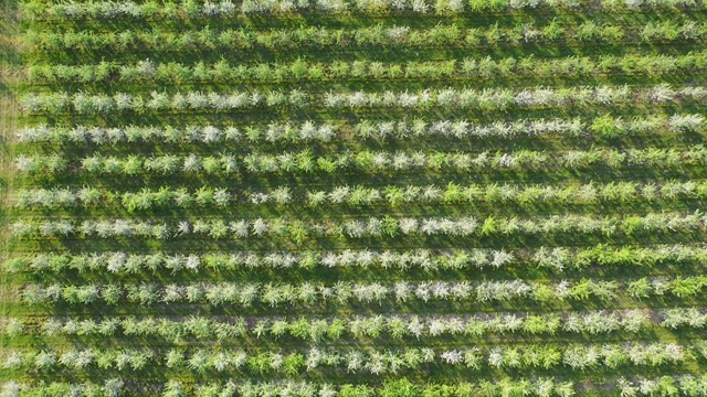 开花的苹果樱桃园种植在平行行鸟瞰图视频素材