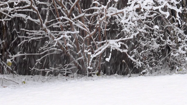 冬天，花园里下着大雪视频素材