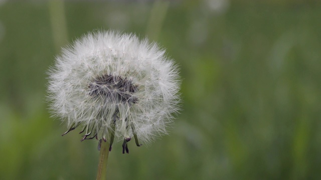 蓬松的蒲公英花特写视频素材