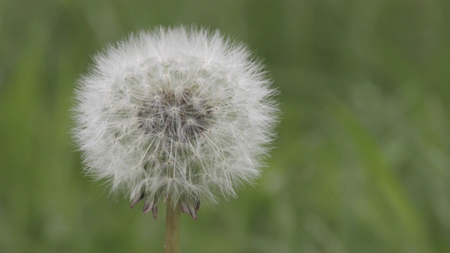 蓬松的蒲公英花特写视频素材