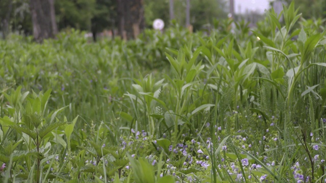 城市草坪上生长的蓬松的蒲公英花视频素材