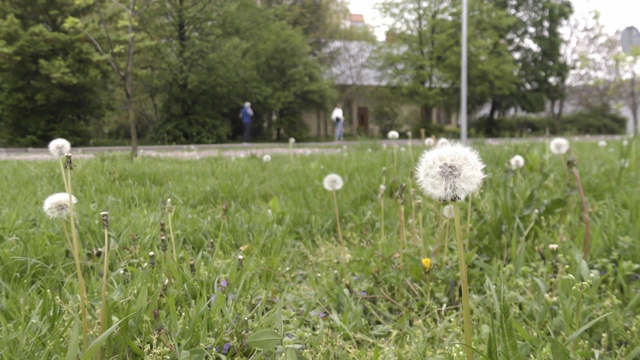 城市草坪上生长的蓬松的蒲公英花视频素材