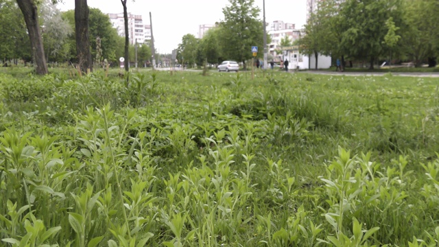 城市草坪上生长的蓬松的蒲公英花视频素材