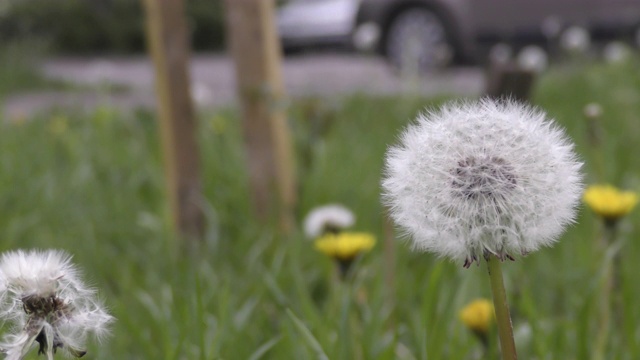 蓬松的蒲公英花特写视频素材