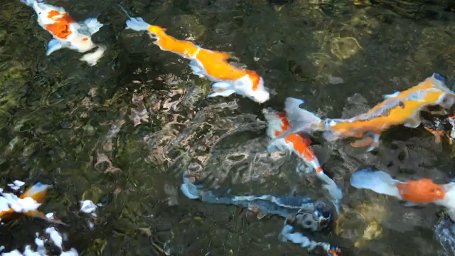 池塘里的日本锦鲤视频素材