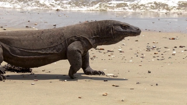 科莫多巨蜥(Varanus komodoensis)行走在海滩上，科莫多岛，东努沙滕加拉，印度尼西亚视频素材