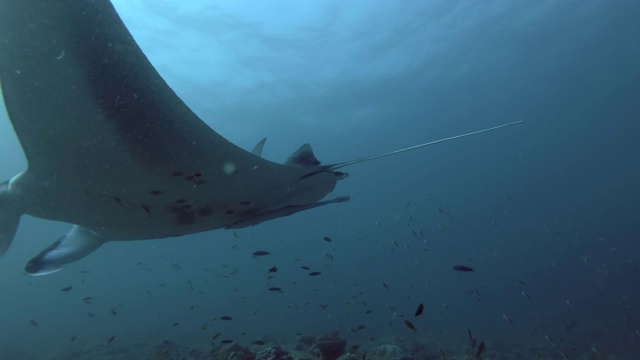 一群礁蝠鲼(Mobula alfredi, Manta alfredi)游在珊瑚礁上，印度洋，马尔代夫视频素材