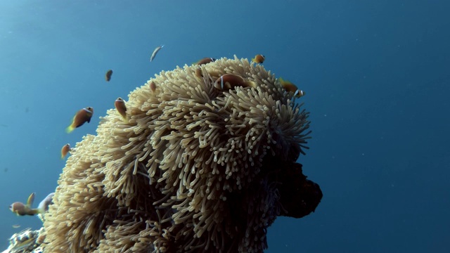 马尔代夫，一群马尔代夫海葵鱼在美丽的海葵附近游泳视频素材