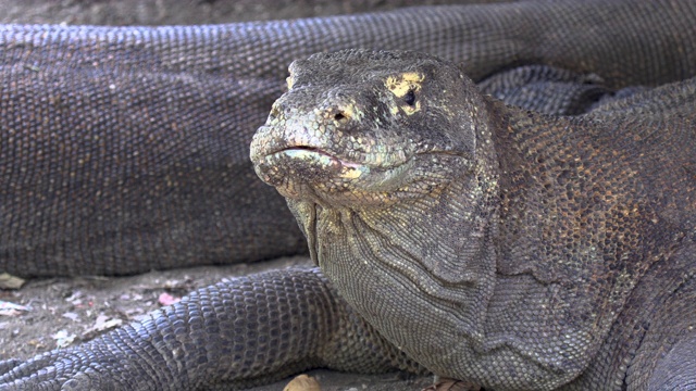 科莫多龙(Varanus komodoensis)，科莫多岛，东努沙滕加拉，印度尼西亚视频素材