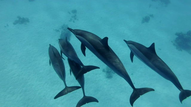 一组5只海豚游过沙底。飞旋海豚(Stenella longirostris)，水下拍摄，跟随拍摄，俯视图。红海，萨塔亚礁(海豚屋)，马萨阿拉姆，埃及，非洲视频素材