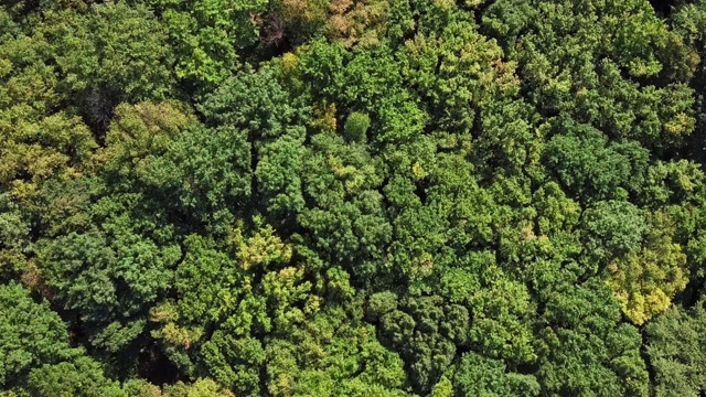 空中鸟瞰夏季森林顶部与温和的风背景视频素材