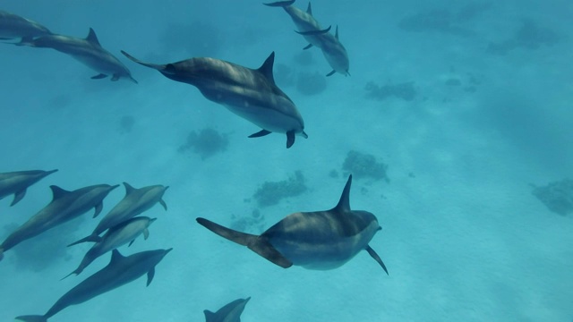 特写镜头，一群海豚从水面潜入蓝色的海水深处。飞旋海豚(Stenella longirostris)，水下一击，一击。红海，萨塔亚礁(海豚屋)，马萨阿拉姆，埃及，非洲视频素材