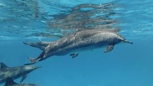 特写，一小群怀孕的雌海豚在蓝色的水面下游泳。飞旋海豚(Stenella longirostris)，水下射击，跟随射击，护航。红海，萨塔亚礁(海豚屋)，马萨阿拉姆，埃及，非洲视频素材