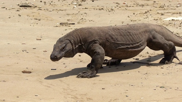 科莫多巨蜥(Varanus komodoensis)行走在海滩上，科莫多岛，东努沙滕加拉，印度尼西亚视频素材