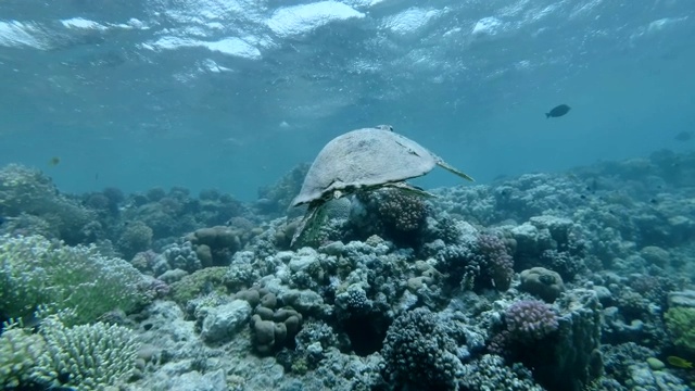 海龟游过水面下的珊瑚礁。玳瑁海龟(Eretmochelys imbricata)水下射击。红海，阿布达布，马萨阿拉姆，埃及，非洲视频素材