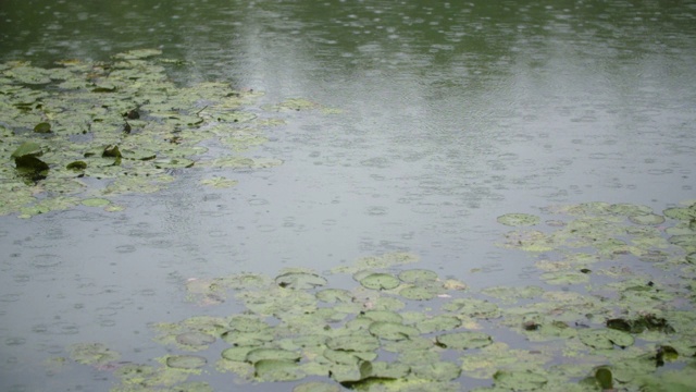 水面上的雨视频素材