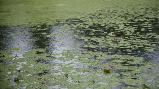 水面上的雨视频素材