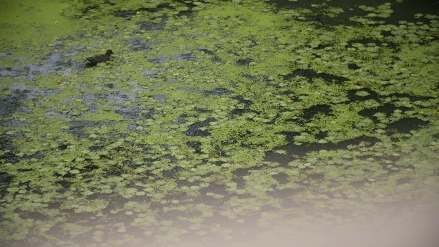 水面上的雨视频素材