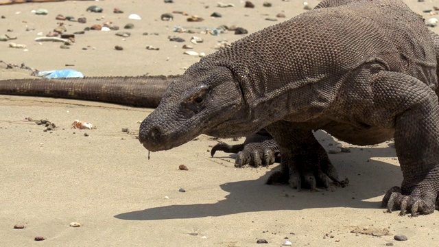 科莫多巨蜥(Varanus komodoensis)行走在海滩上，科莫多岛，东努沙滕加拉，印度尼西亚视频素材