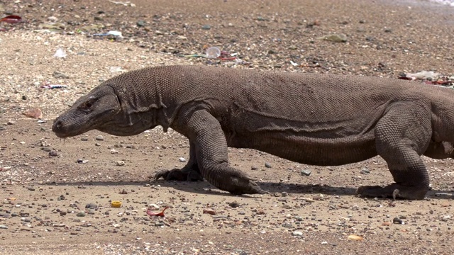 印度尼西亚东努沙登加拉科莫多岛，科莫多巨蜥(Varanus komodoensis)走在海滩上追赶人视频素材