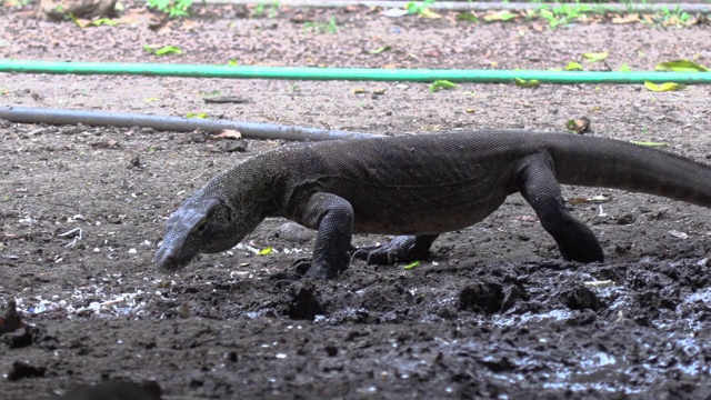 科莫多巨蜥(Varanus komodoensis)行走和进食，科莫多岛，东努沙登加拉，印度尼西亚视频素材