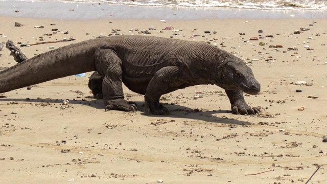 科莫多巨蜥(Varanus komodoensis)行走在海滩上，科莫多岛，东努沙滕加拉，印度尼西亚视频素材